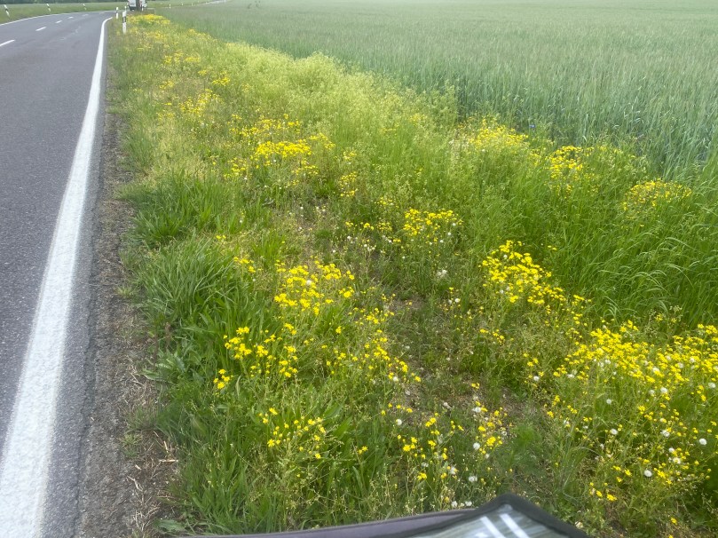 Ein seltener Anblick